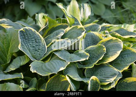 Le Big Leaves Hosta 'Emily Dickinson' plante botanique de variété variégée. Banque D'Images