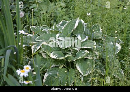 Les grandes feuilles Hosta Crispula F variété végétale. Banque D'Images