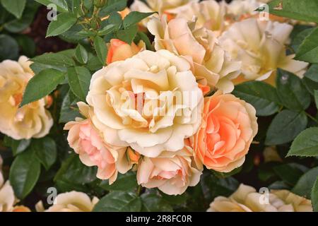 Vue de dessus de fleur de rose couleur pêche Banque D'Images