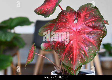 Feuille de caladium exotique Red Flash maison plante Banque D'Images