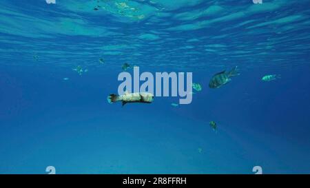 Porcupinefish nagez dans l'océan bleu en plein soleil. Ajargo, Porcupinefish géant ou Porcupine tacheté (Diodon hystrix) nageant dans la colonne d'eau bleue à Banque D'Images