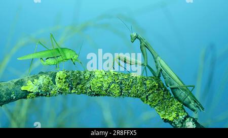 La sauterelle verte chirpe ses ailes à côté de la grande mante de prière femelle assise sur la branche de l'arbre recouverte de lichen. Et la mante transcaucasienne Banque D'Images
