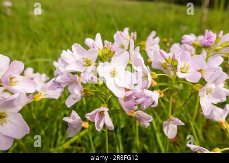 Cuckooflower (Cardamine pratensis) également connu sous le nom de Lady's Smock, croissant sur une réserve naturelle dans la campagne de Herefordshire au Royaume-Uni, Banque D'Images