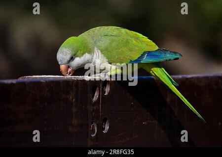 Un perroquet de moine (myiopsitta monachus) se nourrissant dans la nature, la seule espèce indigène de perroquet à Buenos Aires, en Argentine Banque D'Images