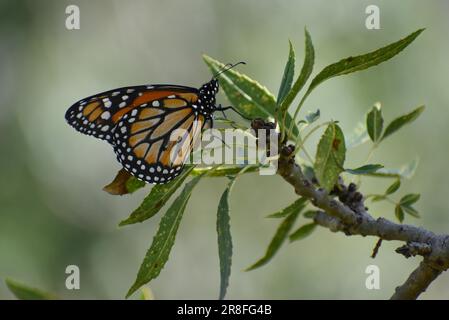 Un papillon monarque du sud (Danaus plexippus) (Danaus erippus), une espèce apparentée et commune au sud de l'Amazone en Amérique du Sud, vu dans Banque D'Images