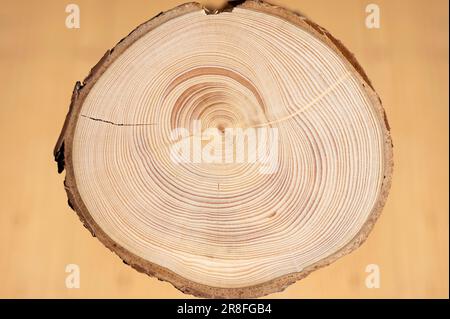 Coupe transversale d'un tronc d'arbre, l'épinette de Norvège (Picea Abies), avec des anneaux annuels de 2009 à environ 1925, coupé dans une forêt de montagne près Banque D'Images