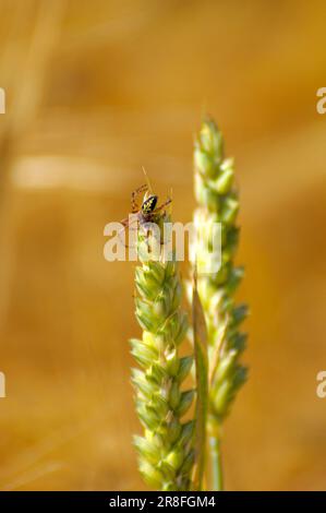 Araignée sur l'oreille de blé, champ de seigle (Secale cereale), seigle Banque D'Images