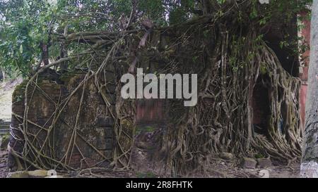 Les racines d'arbres Banyan couvraient la vieille maison délabrée Banque D'Images