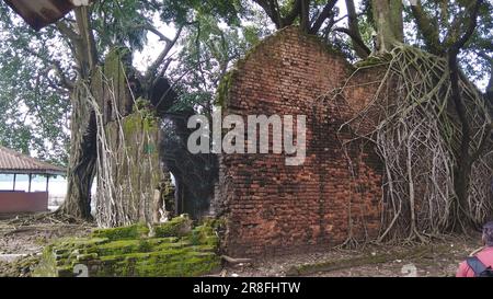 Les racines d'arbres Banyan couvraient la vieille maison délabrée Banque D'Images