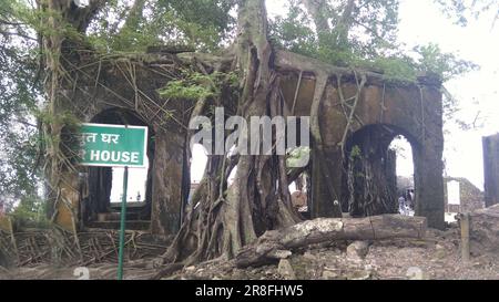 Les racines d'arbres Banyan couvraient la vieille maison délabrée Banque D'Images