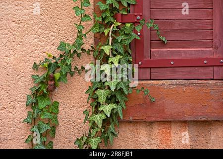 Vigne de lierre Banque D'Images