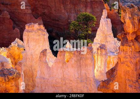 Détail de Bryce Canyon Utah du sud Banque D'Images