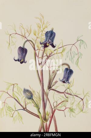 Fleur de cuir (Clematis hirsutissima) ca. 1930s par Mary Vaux Walcott, née Philadelphie, PA 1860-décédée St. Andrews, Nouveau-Brunswick, Canada 1940 Banque D'Images