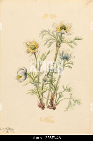 Plume Anemone (Pulsatilla occidentalis) 1917 par Mary Vaux Walcott, née Philadelphie, PA 1860-décédée St. Andrews, Nouveau-Brunswick, Canada 1940 Banque D'Images