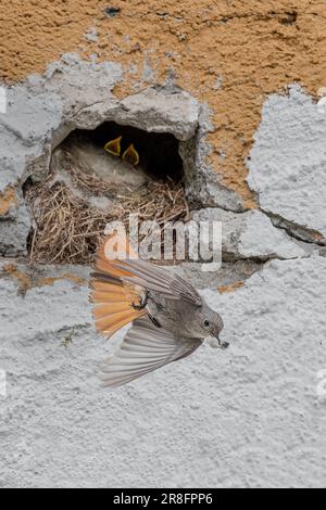 Volant hors du nid, la femelle noire redstart (Phoenicurus ochruros) Banque D'Images