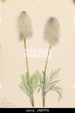 Plume Anemone (Pulsatilla occidentalis) 1923 par Mary Vaux Walcott, née Philadelphie, PA 1860-décédée St. Andrews, Nouveau-Brunswick, Canada 1940 Banque D'Images