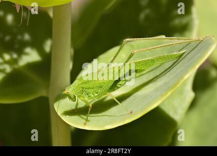 Sauterelle européenne (Tetigonia viridissima), assise sur la feuille verte en été Banque D'Images