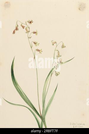 Bronzebells (Stenanthium occidentale) 1906 par Mary Vaux Walcott, née Philadelphie, PA 1860-mort St. Andrews, Nouveau-Brunswick, Canada 1940 Banque D'Images