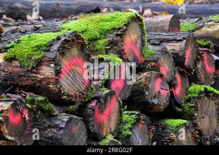 Troncs d'arbres pourris avec de la mousse dans la forêt, vieux bois Banque D'Images