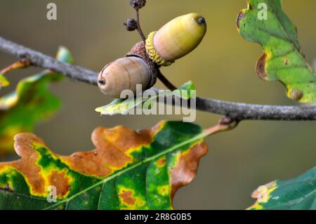 Branche de chêne en automne avec des glands Banque D'Images