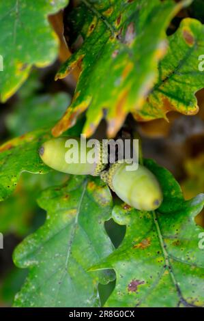 Branche de chêne en automne avec des glands Banque D'Images