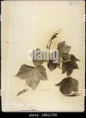 Feuilles 1919 par Solon H. Borglum, né Ogden, UT 1868-mort Stamford, CT 1922 Banque D'Images