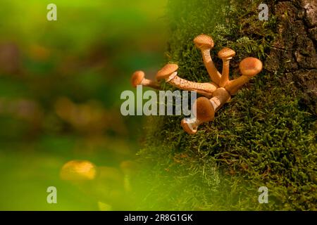 Armillaria solidipes (Armillaria solidips) Rhénanie-Palatinat, Allemagne Banque D'Images
