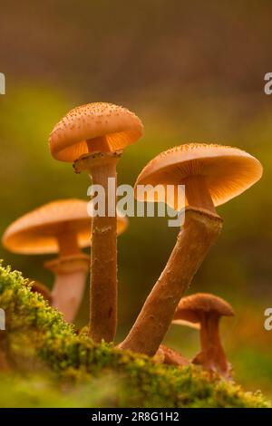 Armillaria solidipes (Armillaria solidips) Rhénanie-Palatinat, Allemagne Banque D'Images