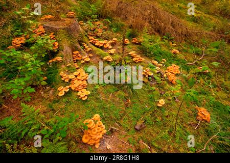 Armillaria solidipes (Armillaria solidips) Rhénanie-Palatinat, Allemagne Banque D'Images