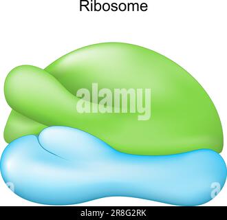 Ribosome. Organelle cellulaire pour la synthèse des protéines. Illustration vectorielle Illustration de Vecteur