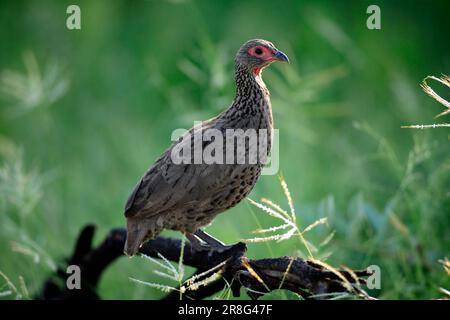 Francolin de Swainson (Francolinus swainsonii), parc national Kruger, Afrique du Sud Banque D'Images