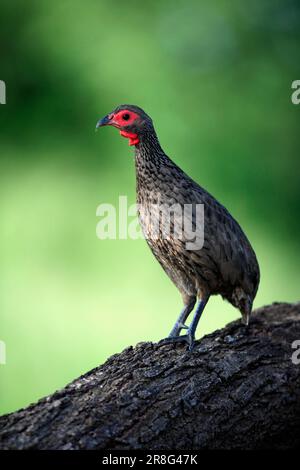 Francolin de Swainson (Francolinus swainsonii), parc national Kruger, Afrique du Sud Banque D'Images