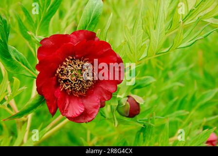 Delavays Peony (Paeonia delavayi), Peony Banque D'Images