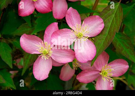 Clematis 'Freda' (Klematis montana) Banque D'Images