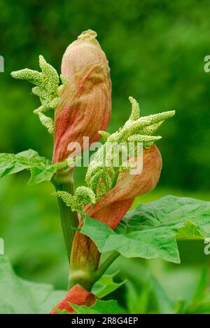 Rhubarbe chinoise (Rheum officinale), rhubarbe médicinale Banque D'Images