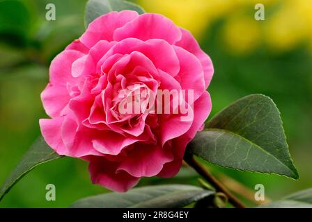 Camellia (Camellia japonica) Debbie, Theaceae Banque D'Images