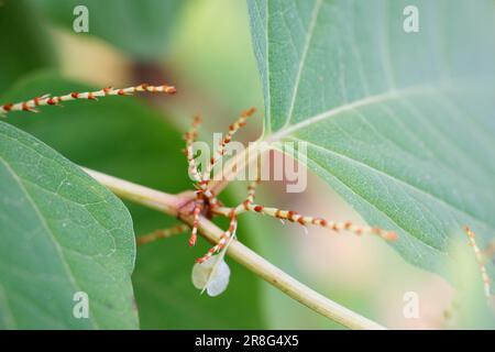 Knotweed japonais (Fallopia japonica) (Reynoutria japonica) Banque D'Images