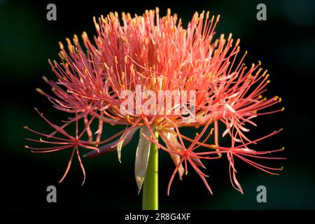 Lily Firesball (Scadoxus multiflorus), Afrique du Sud (Haemanthus multiflorus) Banque D'Images