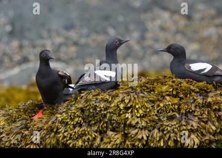 Pigeon Guillemot (Cepphus columba), Alaska, États-Unis Banque D'Images