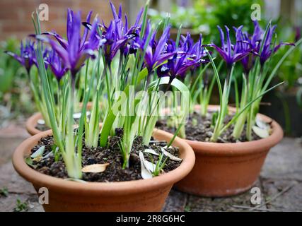 Iris reticulata Blue Note en pleine floraison en février, Oxford, Royaume-Uni Banque D'Images