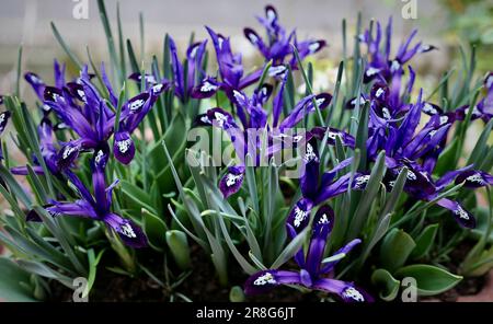 Iris reticulata Blue Note en pleine floraison en février, Oxford, Royaume-Uni Banque D'Images