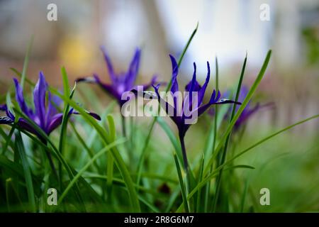 Iris reticulata Blue Note en pleine floraison en février, Oxford, Royaume-Uni Banque D'Images