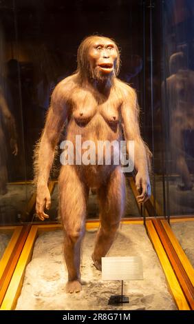 Reconstruction de Lucy un hominide qui a vécu 3,2 millions d'années, Australopithecus afarensis, Musée national d'anthropologie, Mexico, Mexique Banque D'Images