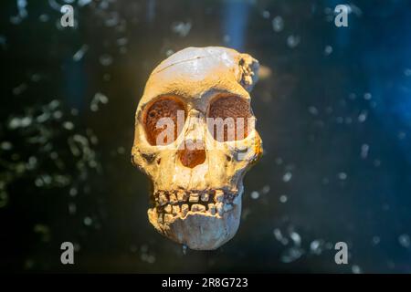 Crâne d'un jeune enfant hominide Australopithecus Africanus, Musée national d'anthropologie, Mexico, Mexique Banque D'Images