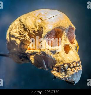 Crâne d'un jeune enfant hominide Australopithecus Africanus, Musée national d'anthropologie, Mexico, Mexique Banque D'Images