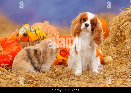 Cavalier King Charles, Blenheim et lapin nain à tête goutte, lapin maison, paille, citrouilles Banque D'Images