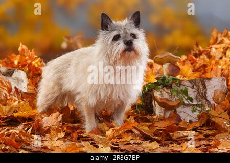 Cairn Terrier, 14 ans, feuillage d'automne Banque D'Images
