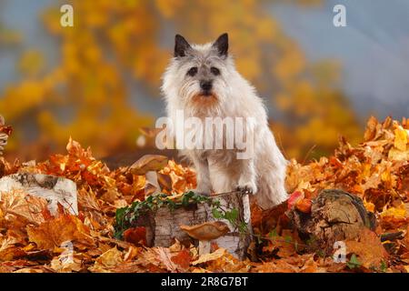 Cairn Terrier, 14 ans, feuillage d'automne Banque D'Images