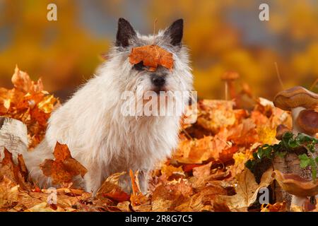 Cairn Terrier, 14 ans, feuillage d'automne Banque D'Images