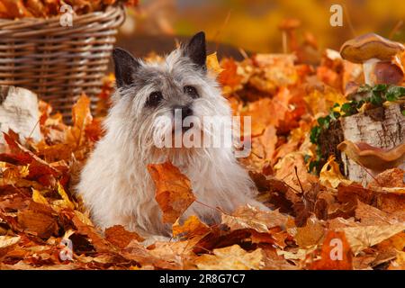 Cairn Terrier, 14 ans, feuillage d'automne Banque D'Images